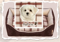 Cucce per cani: Maltese (british)