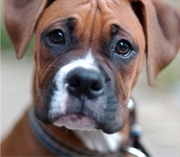 cuccia  tappeto per cane Boxer