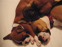 cuccia  tappeto per cane Boxer