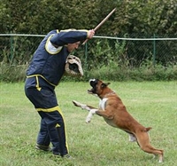 cuccia  tappeto per cane Boxer